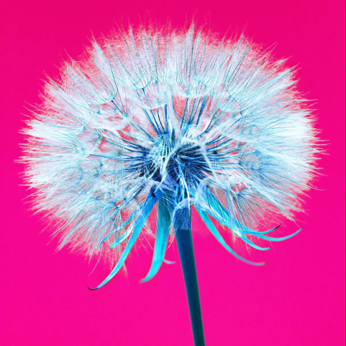 Dandelion make a wish digital art 